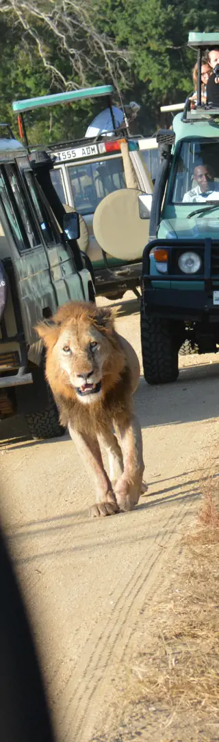 Wenn sich die Löwen zeigen…